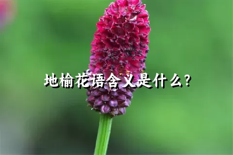 地榆花语含义是什么？