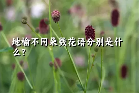 地榆不同朵数花语分别是什么？