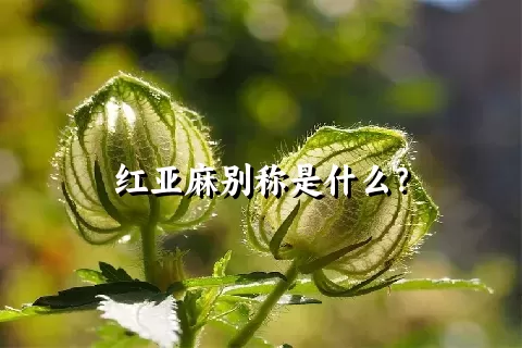 红亚麻别称是什么？