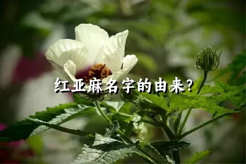 红亚麻名字的由来？