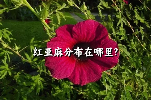 红亚麻分布在哪里?