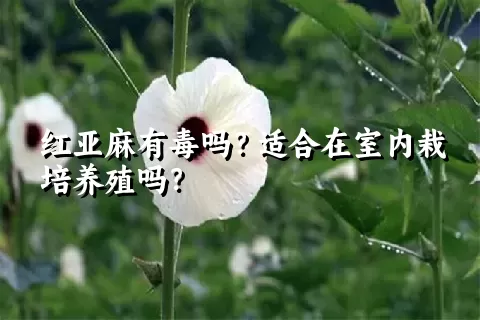 红亚麻有毒吗？适合在室内栽培养殖吗？