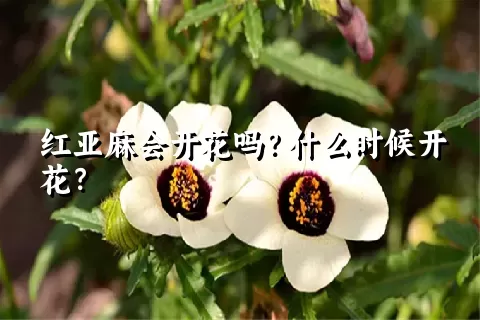 红亚麻会开花吗？什么时候开花？