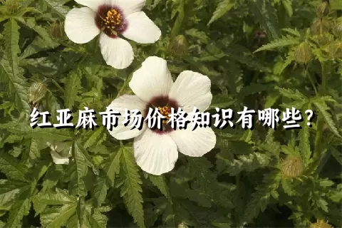 红亚麻市场价格知识有哪些？