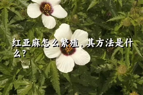 红亚麻怎么繁殖，其方法是什么？