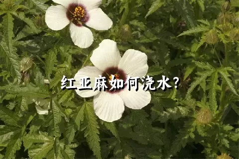 红亚麻如何浇水？