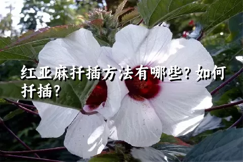 红亚麻扦插方法有哪些？如何扦插？