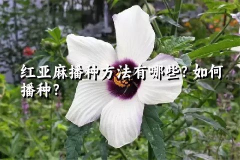 红亚麻播种方法有哪些？如何播种？