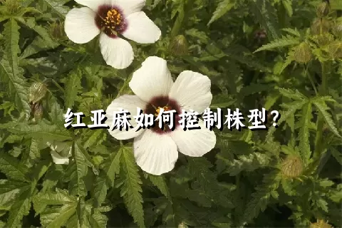 红亚麻如何控制株型？