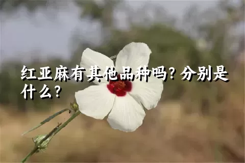 红亚麻有其他品种吗？分别是什么？