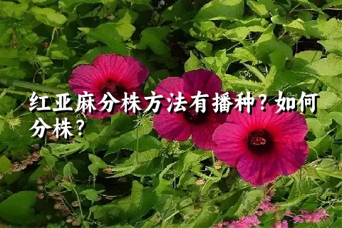 红亚麻分株方法有播种？如何分株？