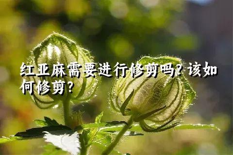 红亚麻需要进行修剪吗？该如何修剪？