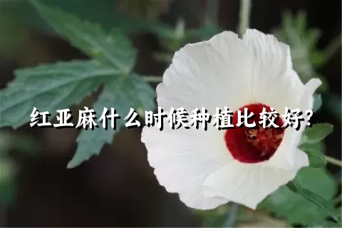 红亚麻什么时候种植比较好？