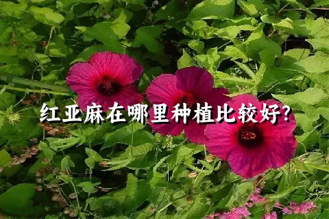 红亚麻在哪里种植比较好？