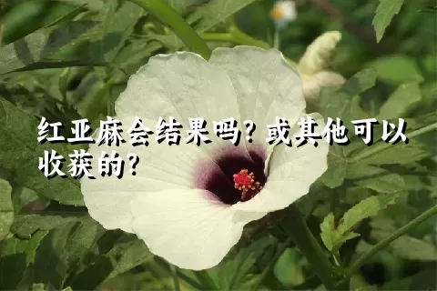 红亚麻会结果吗？或其他可以收获的？