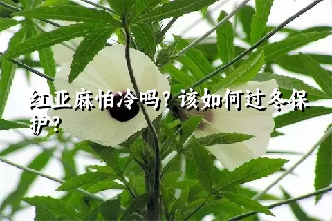 红亚麻怕冷吗？该如何过冬保护？