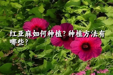 红亚麻如何种植？种植方法有哪些？