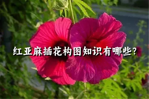 红亚麻插花构图知识有哪些？