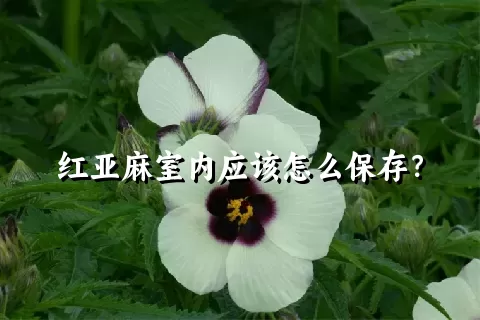 红亚麻室内应该怎么保存？