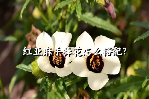 红亚麻手捧花怎么搭配？