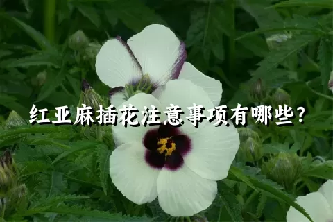 红亚麻插花注意事项有哪些？