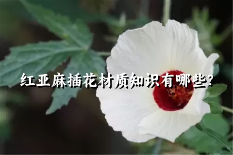 红亚麻插花材质知识有哪些？