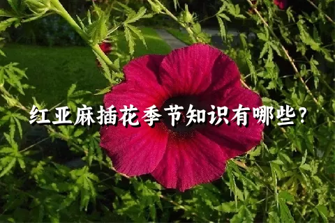 红亚麻插花季节知识有哪些？