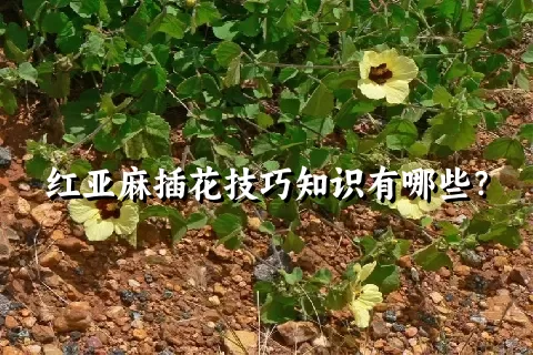 红亚麻插花技巧知识有哪些？