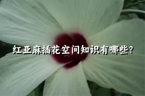 红亚麻插花空间知识有哪些？