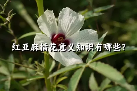 红亚麻插花意义知识有哪些？