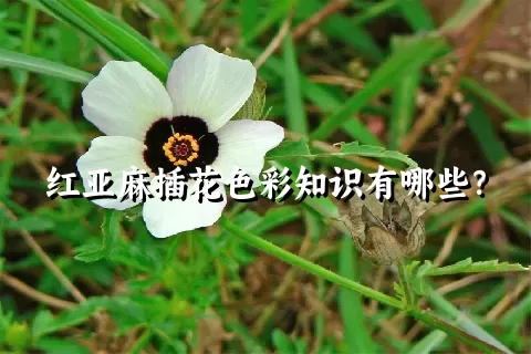 红亚麻插花色彩知识有哪些？