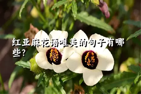 红亚麻花语唯美的句子有哪些？