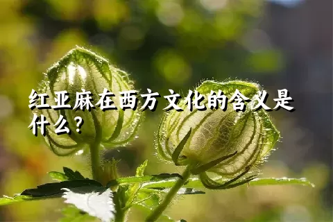 红亚麻在西方文化的含义是什么？