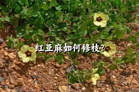 红亚麻如何修枝？