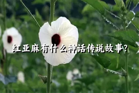 红亚麻有什么神话传说故事？