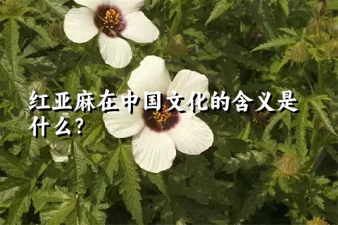 红亚麻在中国文化的含义是什么？