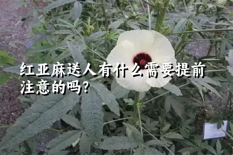 红亚麻送人有什么需要提前注意的吗？