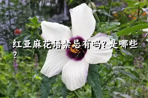 红亚麻花语禁忌有吗？是哪些？