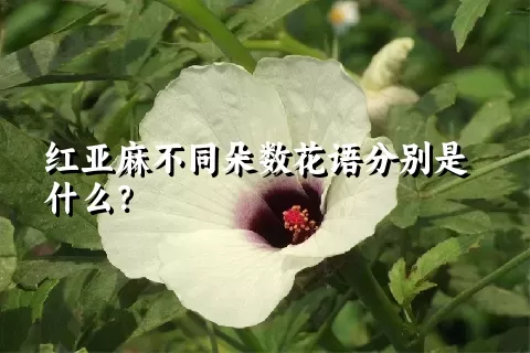 红亚麻不同朵数花语分别是什么？