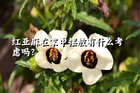 红亚麻在家中摆放有什么考虑吗？