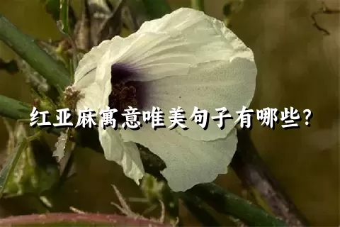 红亚麻寓意唯美句子有哪些？