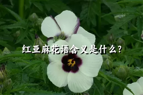 红亚麻花语含义是什么？