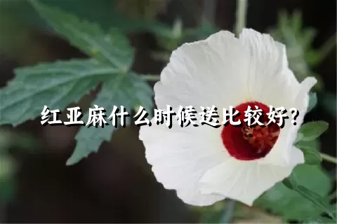 红亚麻什么时候送比较好？