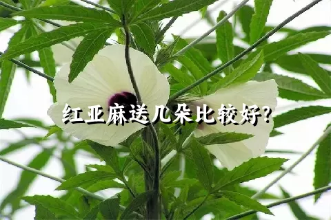 红亚麻送几朵比较好？