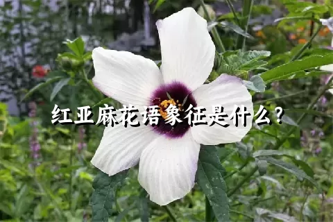 红亚麻花语象征是什么？