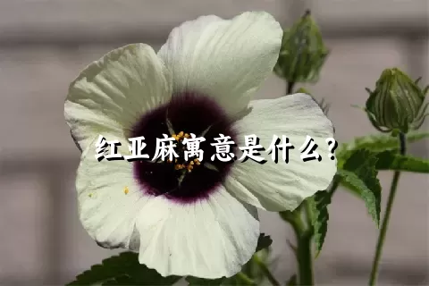 红亚麻寓意是什么？