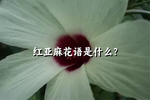 红亚麻花语是什么？