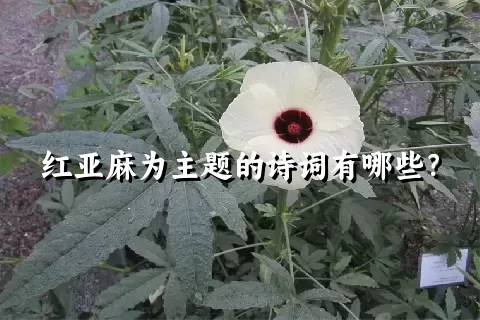 红亚麻为主题的诗词有哪些？