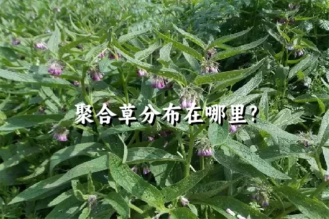 聚合草分布在哪里?