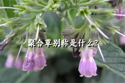 聚合草别称是什么？